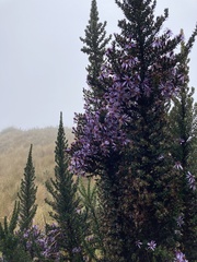 Diplostephium hartwegii