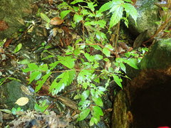 Elatostema involucratum