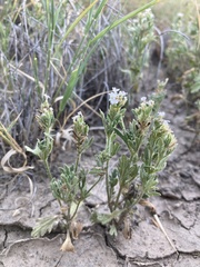 Glandularia quadrangulata