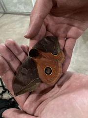 Automeris bilinea tamphilus