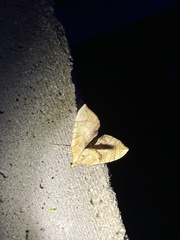 Eulithis luteolata