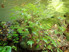 Elatostema involucratum