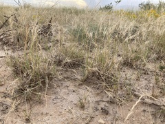 Scleropogon brevifolius