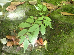 Elatostema involucratum