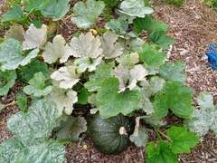 Cucurbita pepo