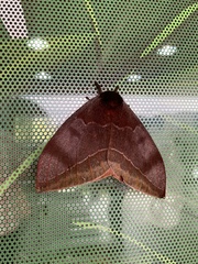 Automeris bilinea tamphilus