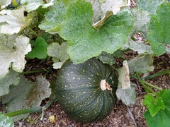 Cucurbita pepo