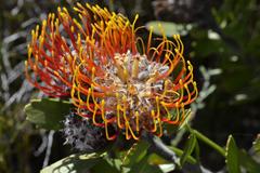 Leucospermum praecox