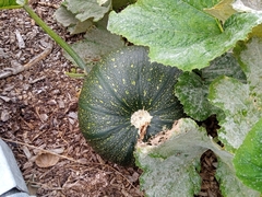 Cucurbita pepo