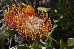 Leucospermum praecox