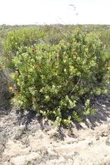 Leucospermum praecox