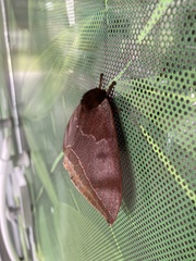 Automeris bilinea tamphilus