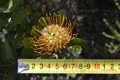 Leucospermum praecox