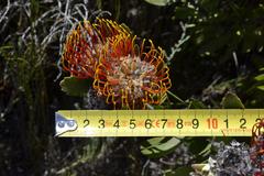 Leucospermum praecox