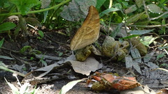 Archaeoprepona camilla