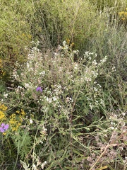 Parthenium confertum