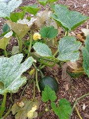 Cucurbita pepo