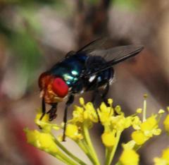 Chrysomya marginalis