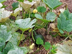 Cucurbita pepo
