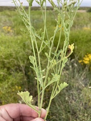 Parthenium confertum