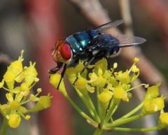 Chrysomya marginalis