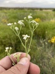 Parthenium confertum