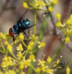 Chrysomya marginalis