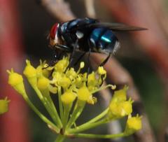 Chrysomya marginalis