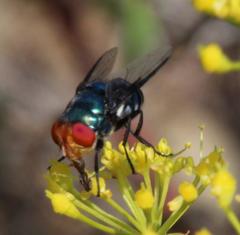 Chrysomya marginalis