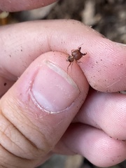 Pheidole obtusospinosa