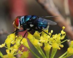 Chrysomya marginalis