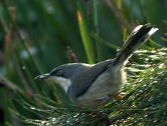 Apalis thoracica