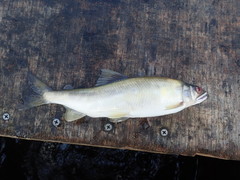 Plecoglossus altivelis
