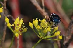 Chrysomya marginalis
