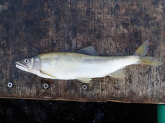 Plecoglossus altivelis