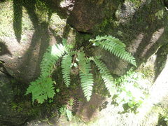 Polystichum tripteron