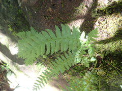 Polystichum tripteron
