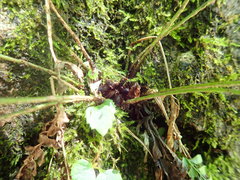 Polystichum tripteron