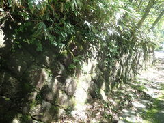 Polystichum tripteron