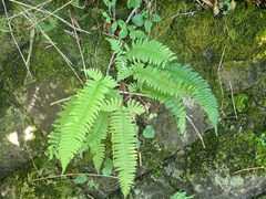 Polystichum tripteron