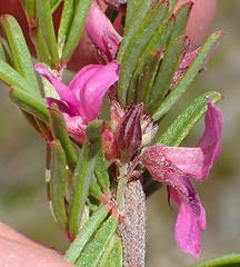 Indigofera pappei
