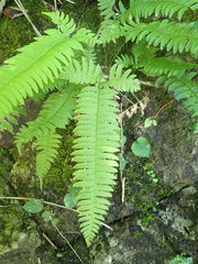 Polystichum tripteron