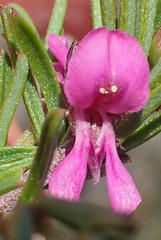 Indigofera pappei