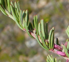 Indigofera pappei