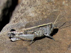 Euryphyminae