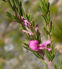Indigofera pappei