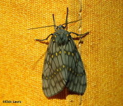 Machadoia xanthosticta