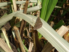 Pellicia dimidiata