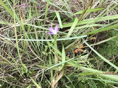 Triodanis perfoliata