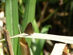 Pellicia dimidiata